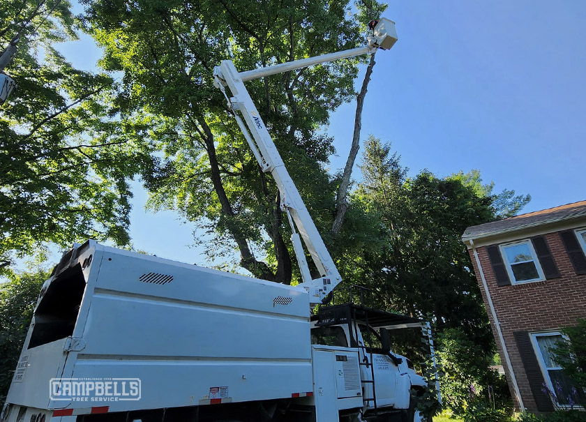 Winter Tree Pruning: Essential Tips for Healthy and Vibrant Trees