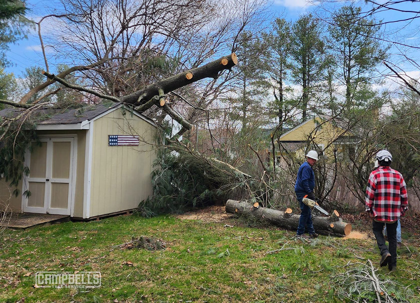 Restoring Strength and Beauty: Effective Tree Service Solutions for Storm-Damaged Trees